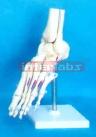 BIG ADULT FOOT JOINT WITH MUSCLE LIGAMENTA PAINTED